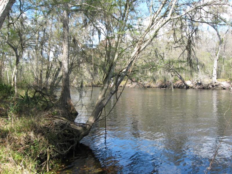 Ginnie Springs - river connecting springs to ear & eye