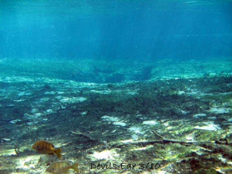 Ginnie Springs - coming up to the "ear"