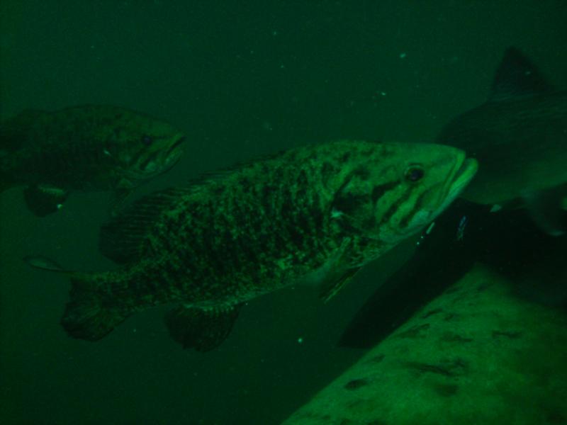 Gilboa Quarry - Giboa Fish