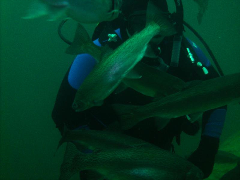 Gilboa Quarry - Feeding the Fish at Gilboa