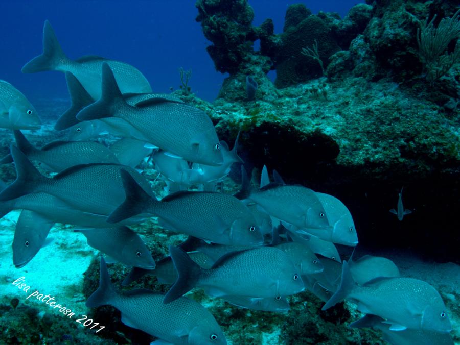 Cozumel - Cozumel