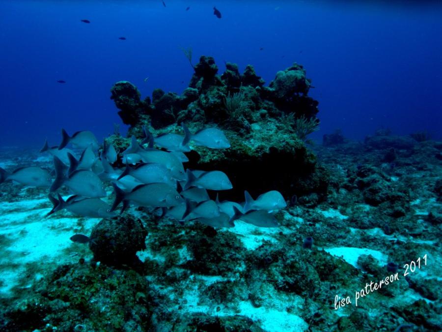 Cozumel - Cozumel