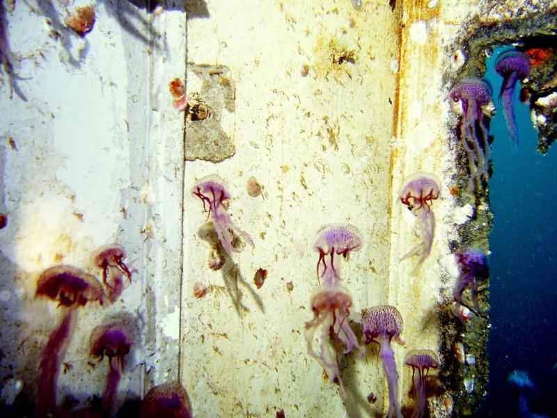 USS Oriskany - Jellyfish1