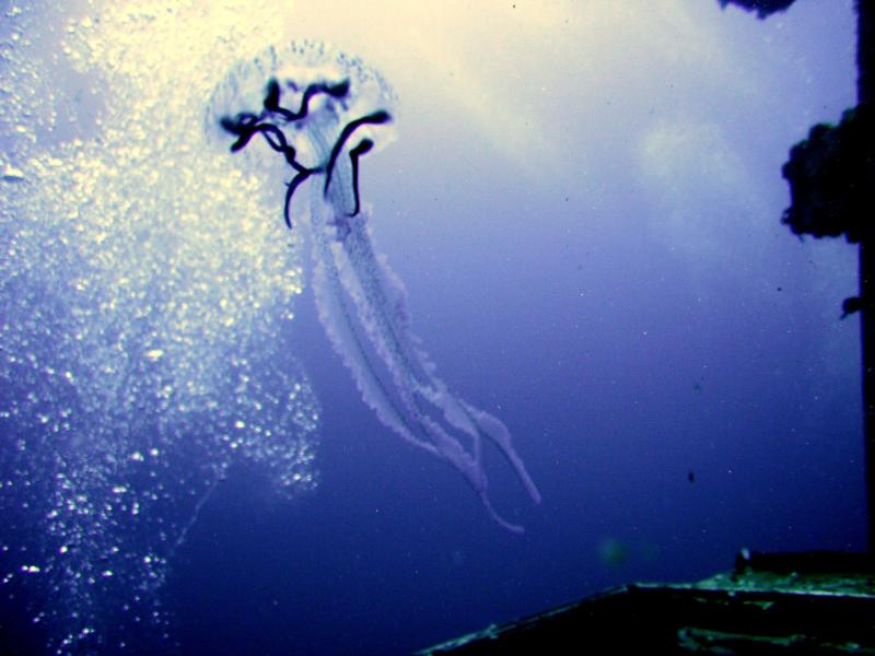 USS Oriskany - Jellyfish2