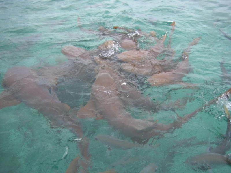 Shark Ray Alley - nurse shark