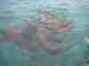 nurse shark - Belizediver