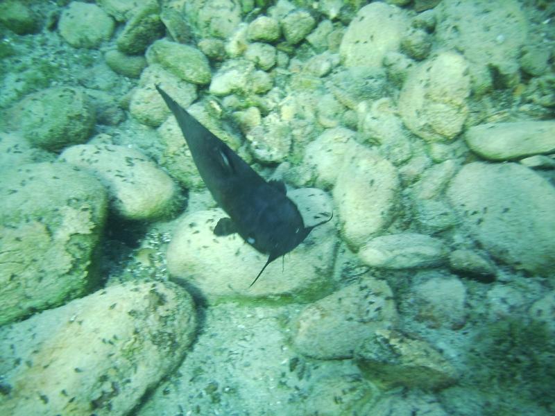 Balmorhea State Park - Black catfish (from suntan due to clear water) at Balmorhea State Park, TX