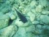 Black catfish (from suntan due to clear water) at Balmorhea State Park, TX