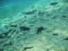 More black catfish at Balmorhea State Park, TX