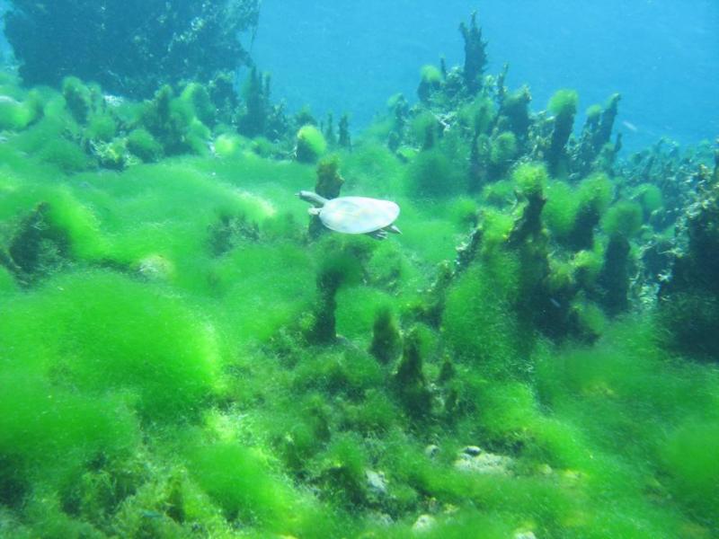 Balmorhea State Park - Balmorhea - 2010 dive