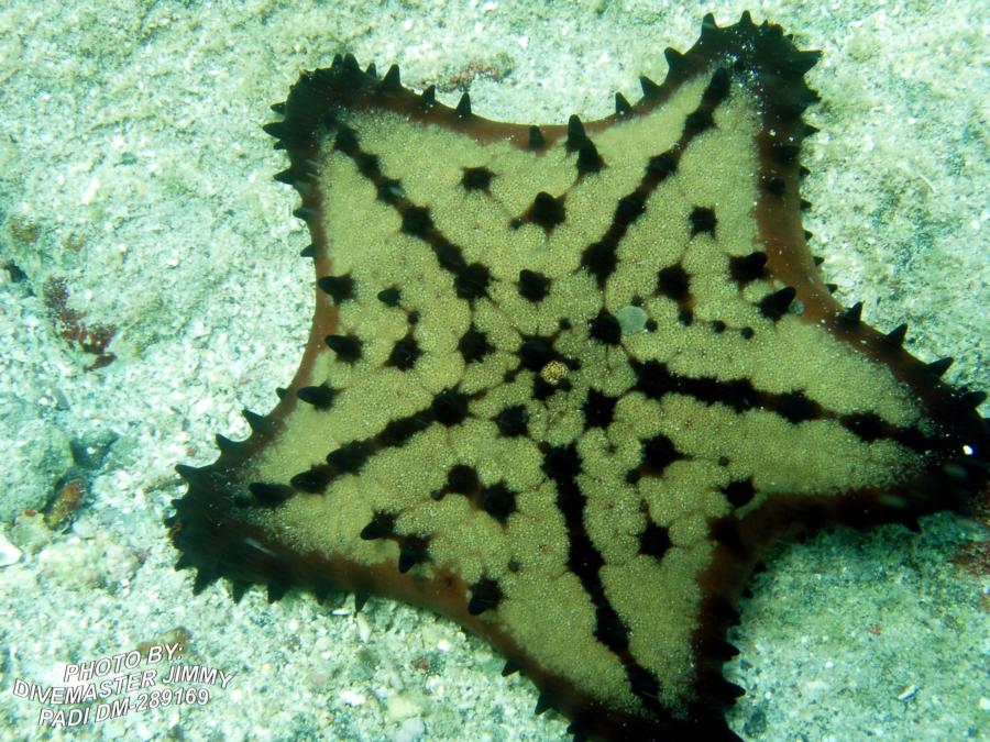 Martini Cove - Chocolate Chip Starfish