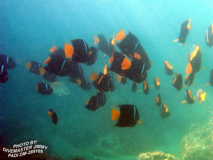 Martini Cove - Passer Angel fish