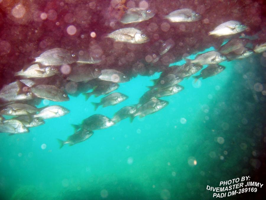 Martini Cove - Spotted Tailed Striped Sea Bass