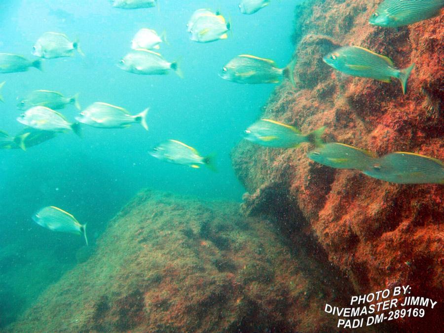 Martini Cove - Spotted Tailed Striped Sea Bass p2