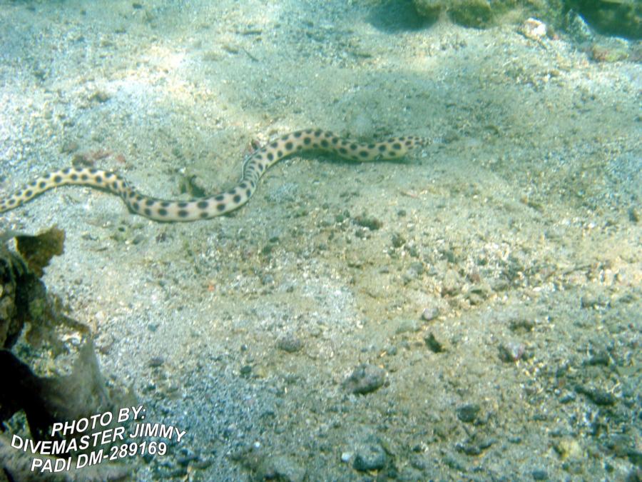 Martini Cove - Spotted Tiger Eel a.k.a. spotted snake eel