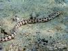Spotted Tiger Eel a.k.a. spotted snake eel p2 - JimmyScherrer