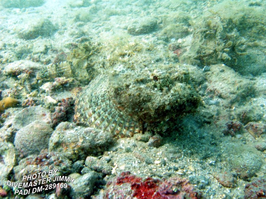 Martini Cove - Stone Scorpionfish
