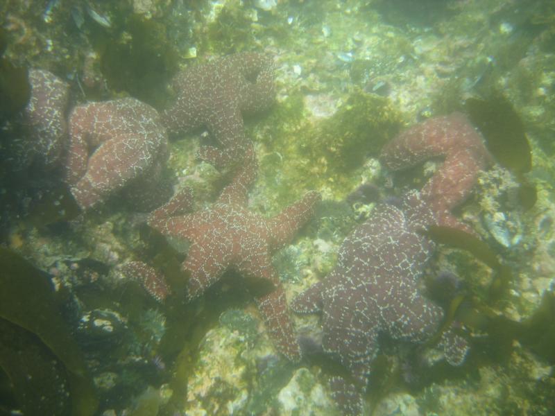 Shaws Cove - Starfish