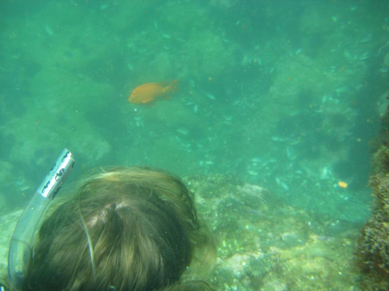 Shaws Cove - freediving/garabaldi