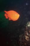 San Clemente Island - Garibaldie