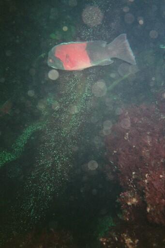 San Clemente Island - Sheepshead in front of Balboa