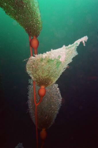 San Clemente Island - Kelp