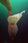 San Clemente Island - Kelp