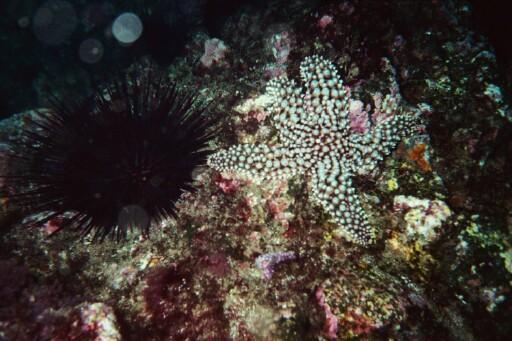 San Clemente Island - At China point