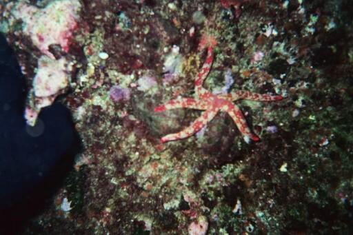 Santa Barbara Island - Starfish