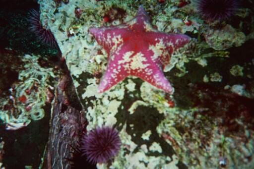 Santa Barbara Island - Love the colors of Ca. starfish