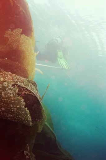 Santa Barbara Island - Safety stops among the kelp