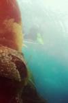 Santa Barbara Island - Safety stops among the kelp