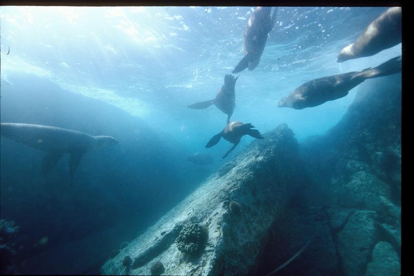 Santa Barbara Island - Santa barbara Sea lions