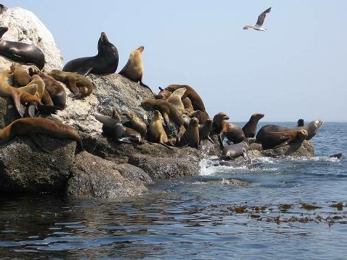 Breakwater Cove - pups playing @ end of jetty