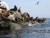 Breakwater Cove - pups playing @ end of jetty