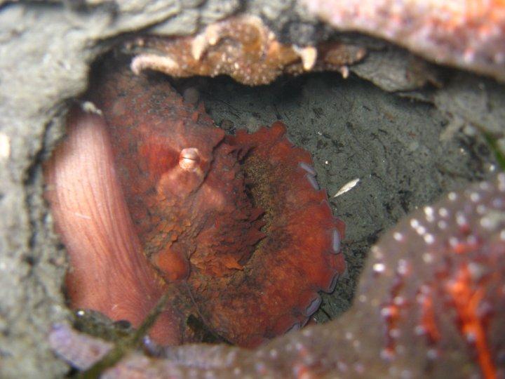 Mukilteo Lighthouse Park (formerly state park) - Giant Pacific Octopus