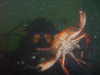 Kayak Point County Park - Crab A & Crab B