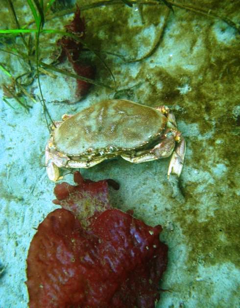 Edmonds Underwater Park (Bruce Higgins UW trails) - EUP 11