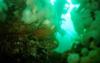 Edmonds Underwater Park (Bruce Higgins UW trails) - EUP 14
