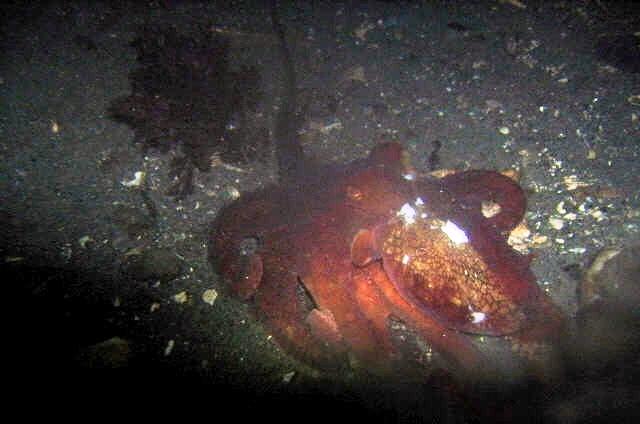 Edmonds Underwater Park (Bruce Higgins UW trails) - EUP 15