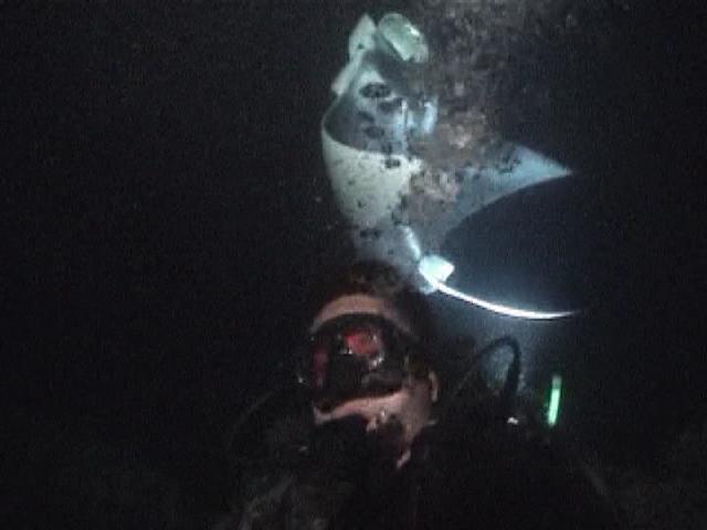 Manta