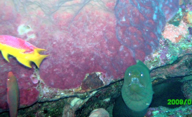 green moray