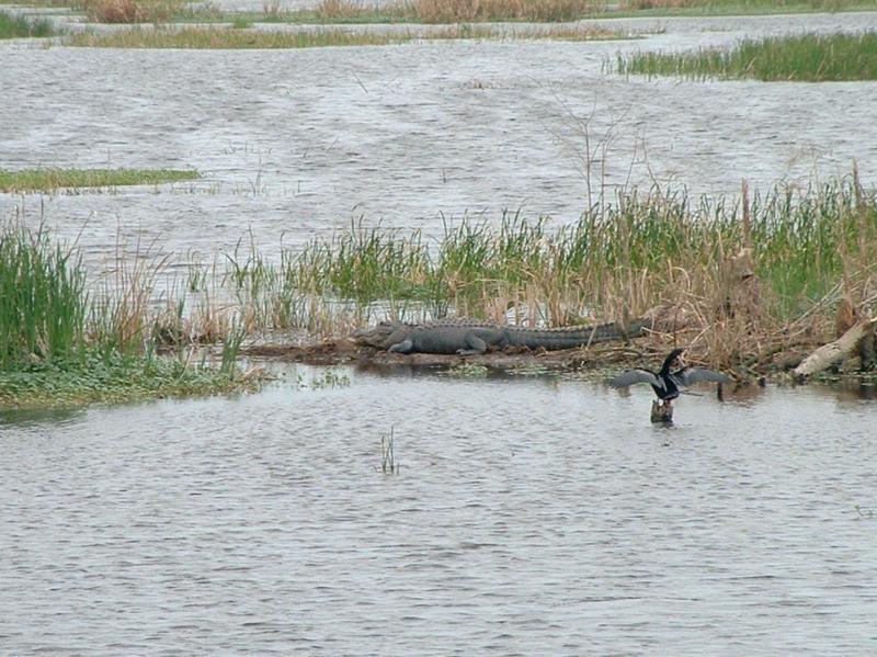 gator and bird...a very brave bird