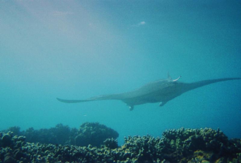 Manta Cleaning Station, West Side Maui