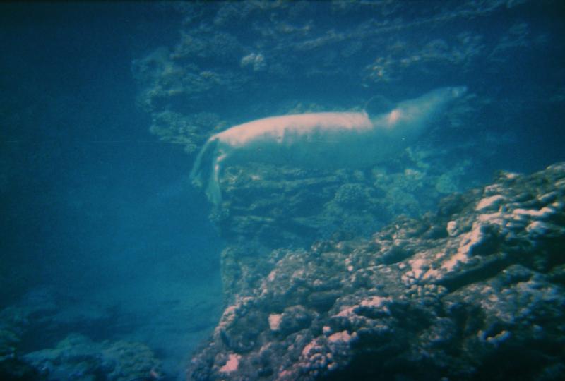 Hawaiian Monk Seal, Sweetheart Rock, Lanai