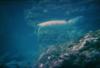 Hawaiian Monk Seal, Sweetheart Rock, Lanai