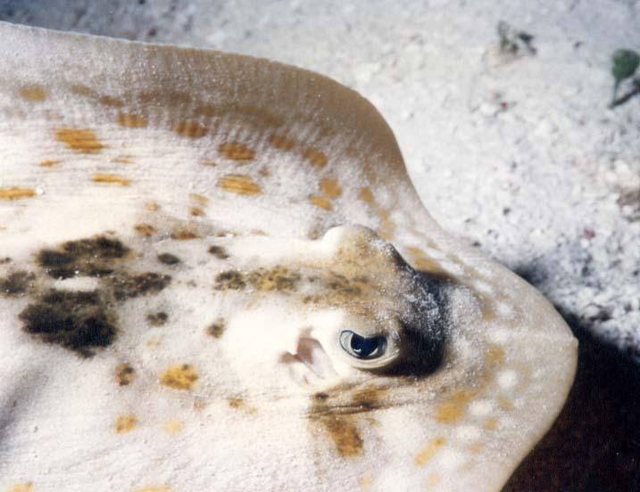 Carribean Stingray