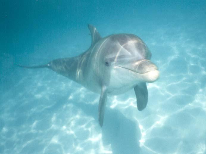 Curious Dolphin