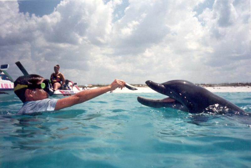 Dolphin at Panama City, Fl