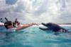 Dolphin at Panama City, Fl